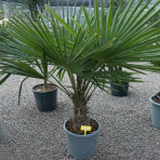 Palma konopná (Trachycarpus fortunei) - celková výška 120-140 cm, výška kmeňa 30-40 cm, kont. C20L (-17°C)